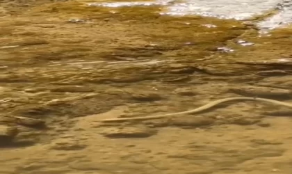 Elazığ’da su yılanı balık avlarken görüntülendi