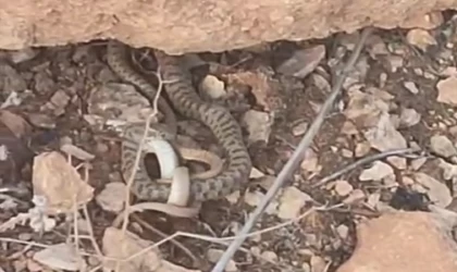 Engerek yılanı avlanırken görüntülendi