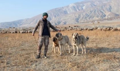 Erzincan’da 100 bin lira maaşla çoban bulamayan besici derdini Valiye anlattı