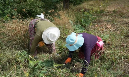 Erzincan’da patatesin toprakla buluşma yolculuğu başladı