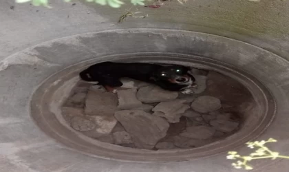 Erzin’de kuyuya düşen köpeği itfaiye kurtardı