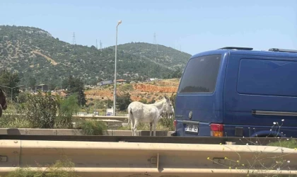 Eşekler trafiği bir birine kattı