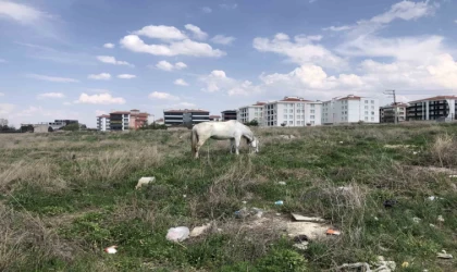 Eskişehir’de başıboş atlar