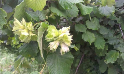 Fındık üreticisine ‘küllenme’ uyarısı