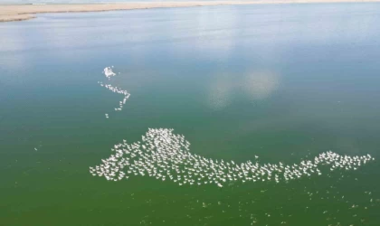 Flamingolar doğanın bahara uyanışını müjdeledi