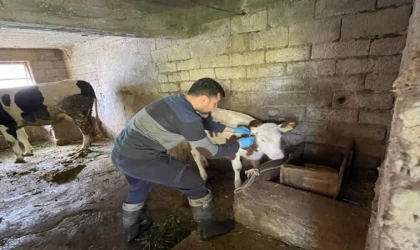 Gazipaşa’da gıda ve hayvan sağlığı denetimi