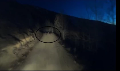 Gece motosikletin önünde koşan iki ayı görüntülendi
