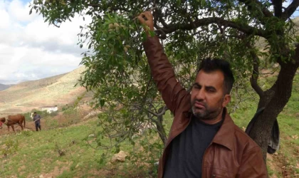 Gercüş’te badem çiftçinin yüzünü güldürdü