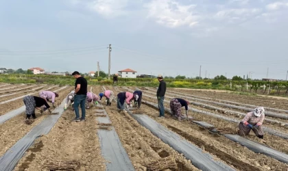 Girişimci kardeşler 10 çeşit üzüm bağ çubuğu yetiştirmeye başladı