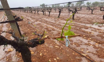 Güneyli çiftçilerin umudu başka bahara kaldı