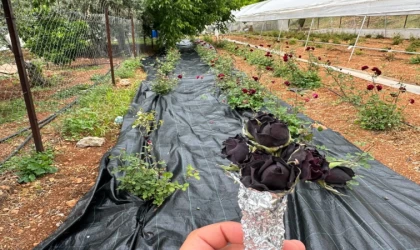 Halfeti’de karagül hasadı başladı