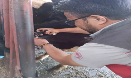 Hastalıktan ari işletme için tüberkülin testi uygulandı