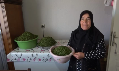 İç Anadolu’nun lezzeti madımak sofralarda yerini aldı