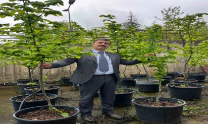 İklim değişikliği fındık tarımını tehdit ediyor