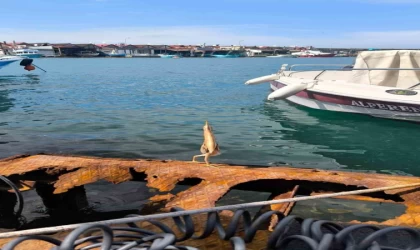 İlk kez gördü, cep telefonu ile kayda aldı