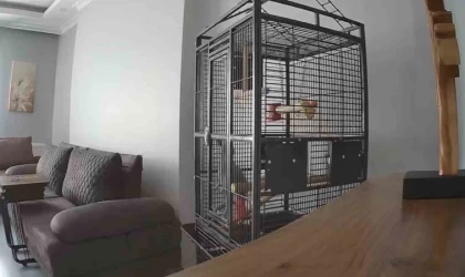 İstanbul’daki depremi hisseden papağan kafesten kurtulmaya çalıştı