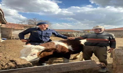 Jandarma kayıp büyükbaş hayvanı bularak sahibine teslim etti