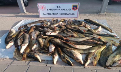 Jandarmadan kaçak avcıya 24 bin lira ceza