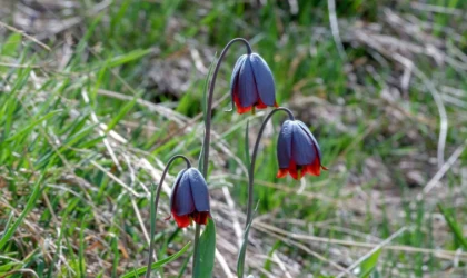 Karayazı’da ”Ters Lale” buluşması