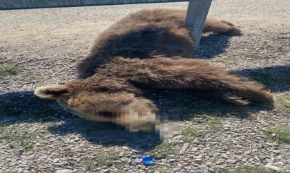 Kastamonu’da aracın çarptığı anne ve yavru ayı telef oldu