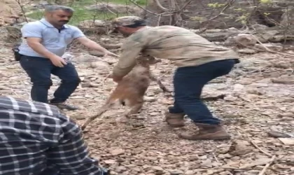 Kayalıklarda mahsur kalıp suya atlayan yavru dağ keçisi kurtarıldı