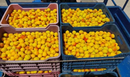 Kayısıda ilk hasat yapıldı: 500 TL’den alıcı buldu