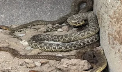 Kepçe operatörü toprak kazarken 2,5 metrelik yılanla karşılaştı