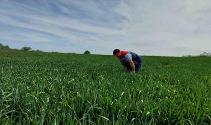 Keşan’da süne sürvey çalışmaları devam ediyor