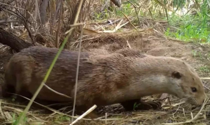Kırıkkale’de su samurları yuvasında görüntülendi