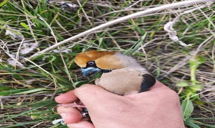 Kocabaş kuşuna, jandarmadan yardım eli