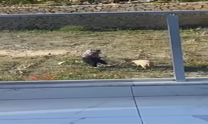 Koyuna tekme atıp, iple eziyet eden şahıs gözaltına alındı