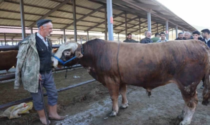 Kurban Bayramı öncesi hayvan pazarlarında hareketlilik başladı