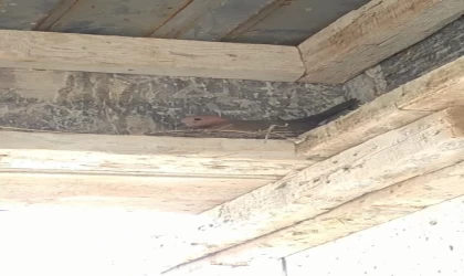 Kuş yuva yaptı, inşaat durdu