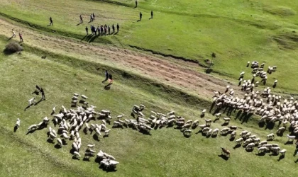 Kuzuların anneleriyle buluşması renkli görüntülere sahne oldu