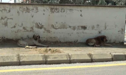 Mahalle sakinleri başıboş köpeklerden tedirgin