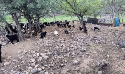 Mardinli besici, hayvanlarını barındırdıkları yerden tahliye etmek için belediyeden ek süre bekliyor