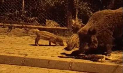 Marmaris’te yaban domuzları kediye saldırdı