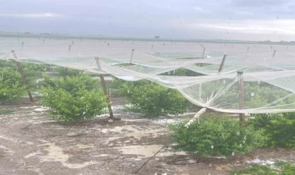 Mersin’de dolu ürünlere zarar verdi