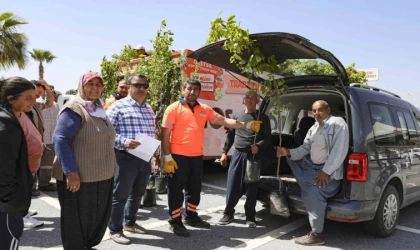 Mersin’de üreticilere Trabzon hurması fidanı dağıtılıyor