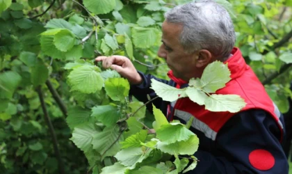Müdür Sağlam: ”Yüksek rakımdaki fındık alanlarımızda don zararı mevcut”