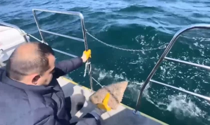 Ordu’da denizde serili kalkan ağına el konuldu