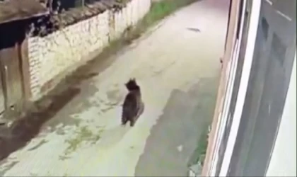 Ormanda yiyecek bulamayan ayının mahalleye indiği anlar kamerada