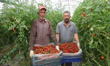 Örtü altı domateste hasatta sona yaklaşıldı