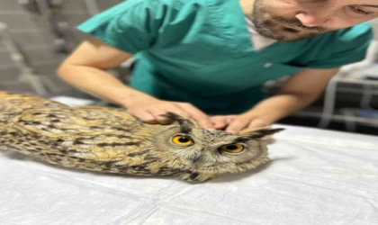 Osmaneli Belediyesi yaralı baykuşu tedavi altına aldı