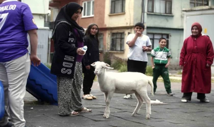 (Özel) Kuzuya evlatları gibi bakıyorlar