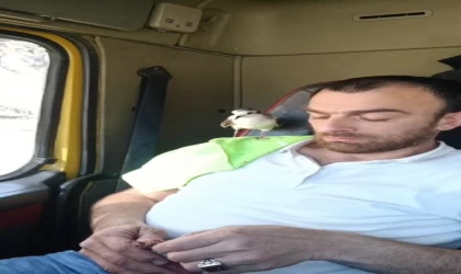 Rizeli’nin minik martı ile dostluğu