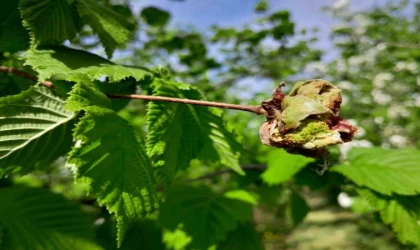 Sağlam: ”Fındıkta kozalak akarı ile mücadele çok önemli”