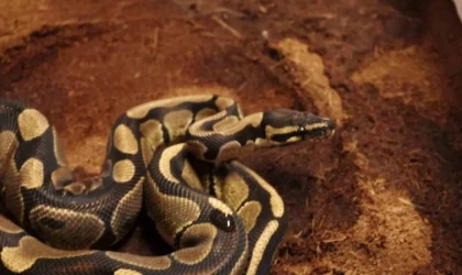 Sakarya’da kraliyet pitonu ele geçirildi, iş yeri sahibine ceza kesildi