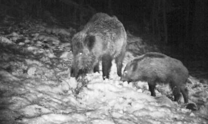 Samsun’da yaban avı geliri arttı