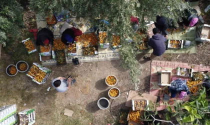 ’Sarı altın’ yenidünyada hasat başladı